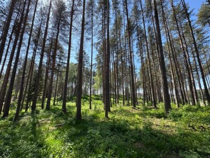 Лесной участок рядом с городом