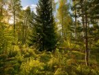 Участок на первой линии