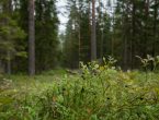 Клубный участок в Ильичево