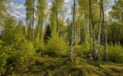 Участок на первой линии