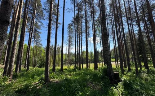 Лесной участок рядом с городом