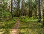 1,96 га на первой линии Сестры
