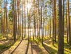 Лесной участок с видом на озеро