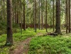 1,96 га на первой линии Сестры