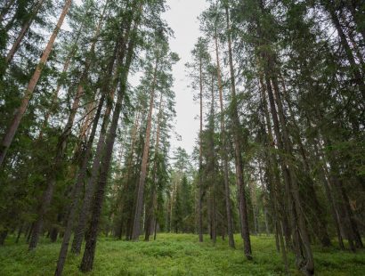 Клубный участок в Ильичево