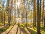 Лесной участок с видом на озеро