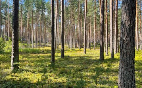 Участок в поселке бизнес-класса
