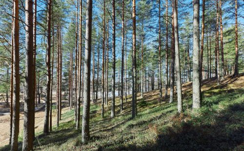 Участок 2,4 гектар на 1-ой линии