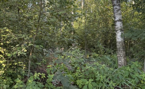 Участок под базу отдыха