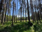 Лесной участок рядом с городом