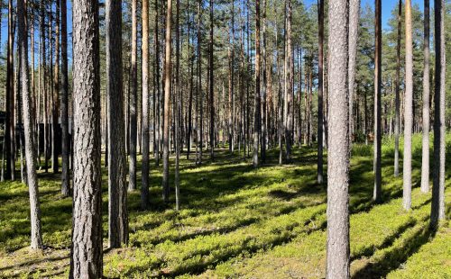 Участок в поселке бизнес-класса