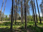 Лесной участок рядом с городом