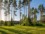 Участок с елями и соснами