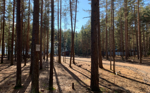 Лосево