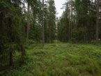 Клубный участок в Ильичево