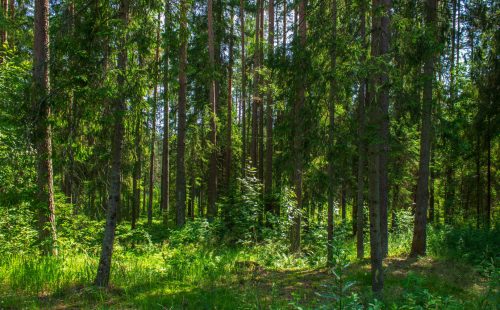 Участок в закрытом поселке