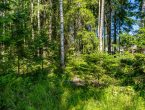 Участок в сосновом лесу