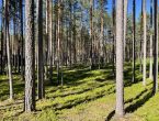 Участок в поселке бизнес-класса