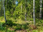 Участок в сосновом лесу